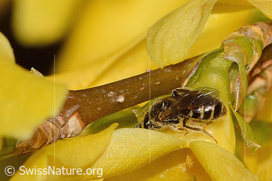 Foto: Gewöhnliche Schmalbiene (Lasioglossum calceatum) an Forsythie (Forsythia). Länge 8mm. Weibchen. Ansicht von schräg oben.