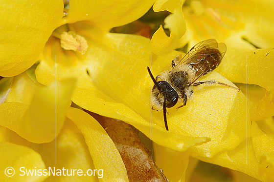 Foto: Frühe Lockensandbiene (Andrena praecox) an Forsythie (Forsythia). Länge 8mm. Männchen. Ansicht von vorne oben.