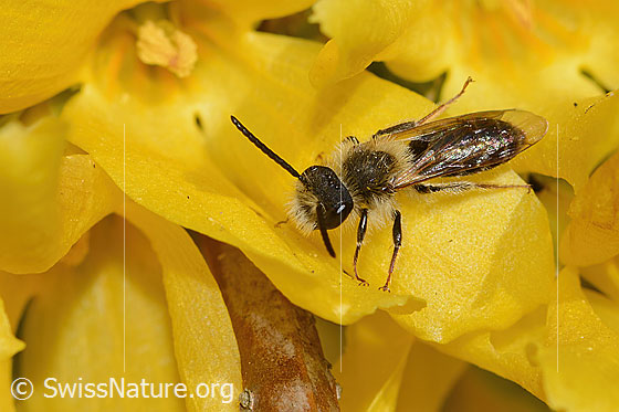 Foto: Frühe Lockensandbiene (Andrena praecox) an Forsythie (Forsythia). Länge 8mm. Männchen. Ansicht von seitlich oben.