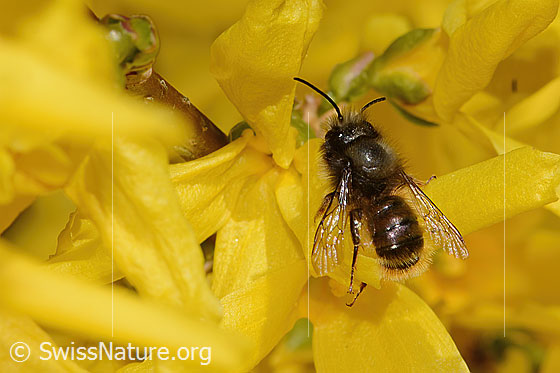 Foto: Gehörnte Mauerbiene (Osmia cornuta) an Forsythie (Forsythia). Länge 13mm. Weibchen. Ansicht von schräg hinten oben.