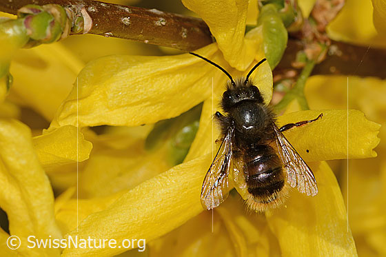 Foto: Gehörnte Mauerbiene (Osmia cornuta) an Forsythie (Forsythia). Länge 13mm. Weibchen. Ansicht von oben.