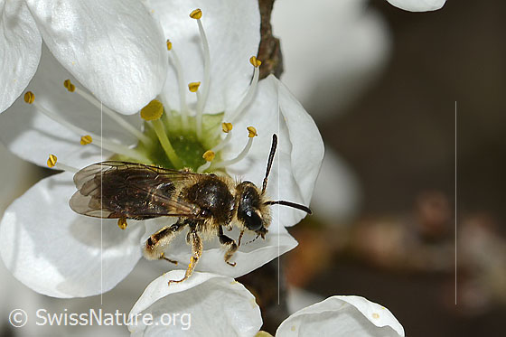 Foto: Rotschopfige Sandbiene (Andrena haemorrhoa) an Schwarzdorn (Prunus spinosa). Länge 9mm. Weibchen. Wird auch Rotfransige Sandbiene und Rotendige Sandbiene genannt. Ansicht von oben.