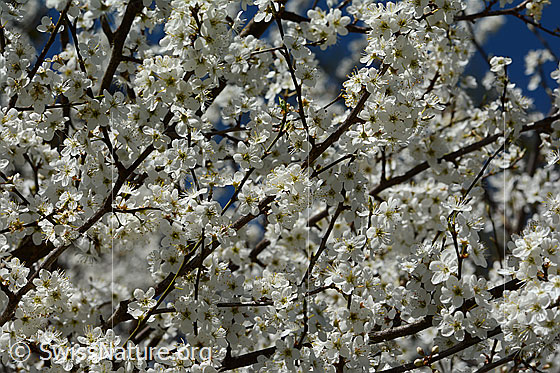 Foto: Schwarzdorn (Prunus spinosa) in voller Blust. Wird auch Schlehdorn genannt.