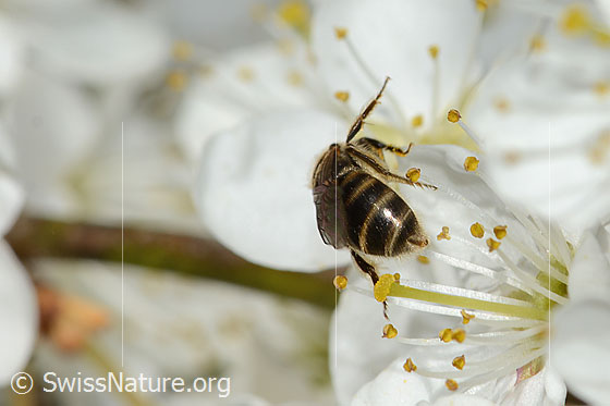 Foto: Gewöhnliche Schmalbiene (Lasioglossum calceatum) an Schwarzdorn (Prunus spinosa). Länge 8mm. Weibchen. Ansicht von hinten.