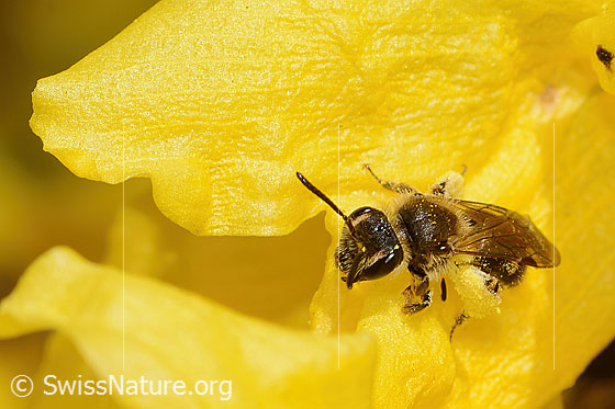 Foto: Frühe Lockensandbiene (Andrena praecox) an Forsythie (Forsythia). Länge 8mm. Weibchen. Ansicht von seitlich vorne oben.