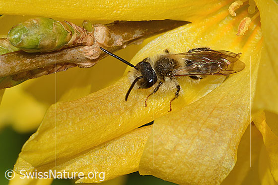 Foto: Frühe Lockensandbiene (Andrena praecox) an Forsythie (Forsythia). Länge 8mm. Männchen. Ansicht von schräg oben.