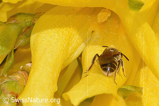 Foto: Gewöhnliche Schmalbiene (Lasioglossum calceatum) an Forsythie (Forsythia). Länge 8 - 10mm. Weibchen. Ansicht von hinten.