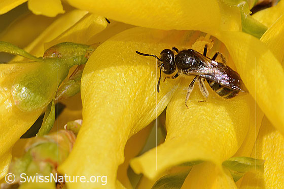 Foto: Gewöhnliche Schmalbiene (Lasioglossum calceatum) an Forsythie (Forsythia). Länge 8 - 10mm. Weibchen. Ansicht von oben.
