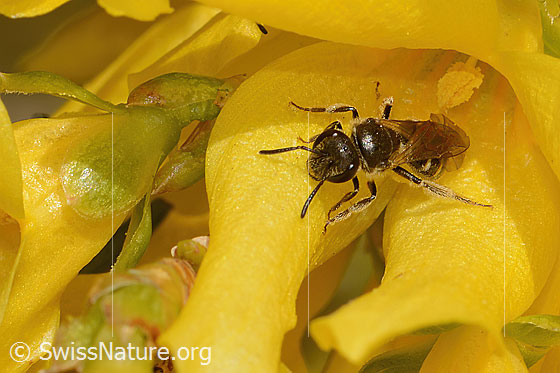Foto: Gewöhnliche Schmalbiene (Lasioglossum calceatum) an Forsythie (Forsythia). Länge 8 - 10mm. Weibchen. Ansicht von vorne oben.