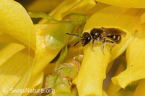 Foto: Gewöhnliche Schmalbiene (Lasioglossum calceatum) an Forsythie (Forsythia). Länge 8 - 10mm. Weibchen. Ansicht von seitlich vorne.
