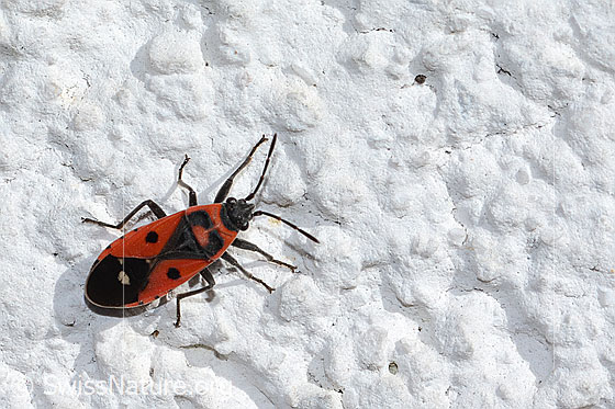 Foto: Weisspunkt-Bodenwanze (Melanocoryphus albomaculatus). Länge 7 - 9.3mm. Ansicht von oben.