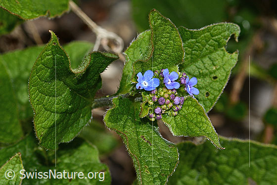 Foto: Kaukasusvergissmeinnicht (Brunnera macrophylla). Blüten.