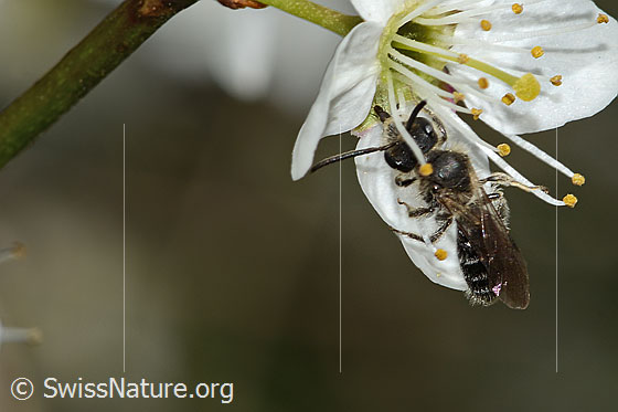 Foto: Wahrscheinlich Gewöhnliche Zwergsandbiene (Andrena minutula) an Schwarzdorn (Prunus spinosa). Länge 6mm. Männchen. Ansicht von oben.