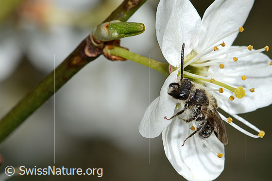 Foto: Wahrscheinlich Gewöhnliche Zwergsandbiene (Andrena minutula) an Schwarzdorn (Prunus spinosa). Länge 6mm. Männchen. Ansicht von schräg oben.