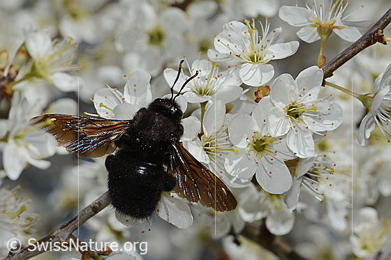 Foto: Blauschwarze Holzbiene (Xylocopa violacea) an Schwarzdorn (Prunus spinosa). Länge 25mm. Männchen. Ansicht von schräg oben.