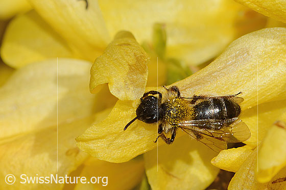 Foto: Zweifarbige Sandbiene (Andrena bicolor) an Forsythie (Forsythia). Länge 9mm. Weibchen. Ansicht von oben.