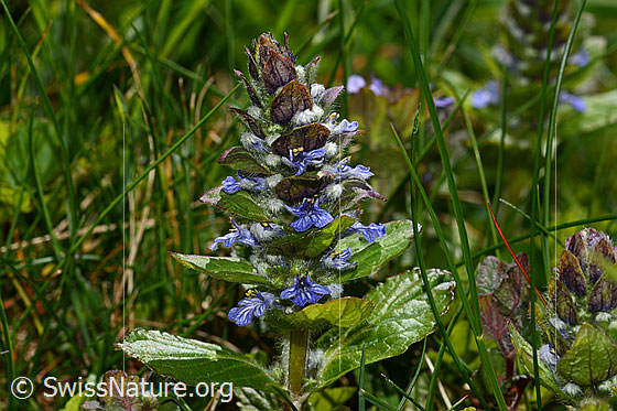 Photo: Ajuga reptans. Whole plant (habiti). View from the side.