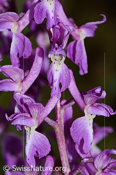 Foto: Männliches Knabenkraut (Orchis mascula). Blätter, Hüllblatt und Stängel. Blüten. Ansicht von vorne.