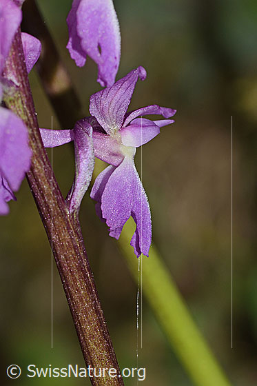 Foto: Männliches Knabenkraut (Orchis mascula). Stängel und Blüte. Ansicht von der Seite.