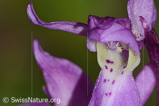 Foto: Männliches Knabenkraut (Orchis mascula). Detail der Blüte. In der Blüte ist eine Blattlaus zu sehen.
