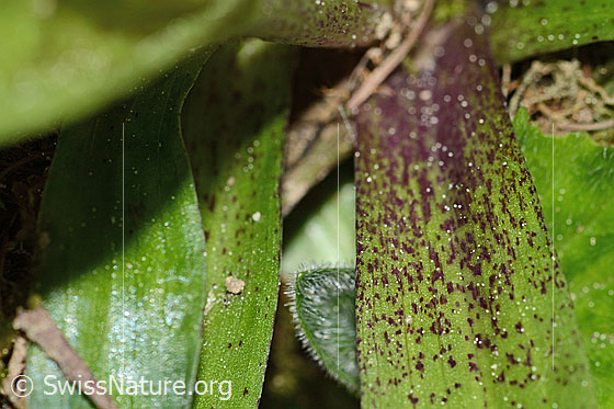 Foto: Männliches Knabenkraut (Orchis mascula). Teilweise rot gefärbtes Perigonblatt.