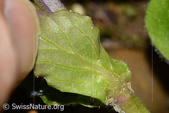 Photo: Ajuga reptans. Stem leaf. Leaf underside.
