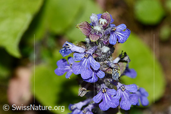 Photo: Ajuga reptans. Blossoms.