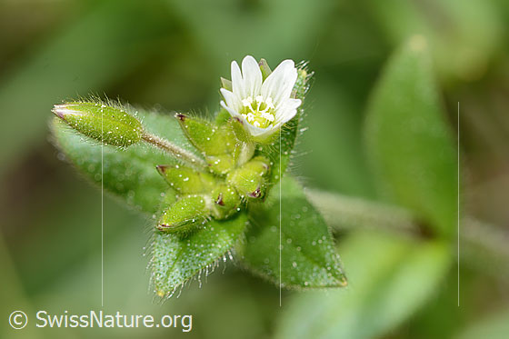 Quell-Hornkraut (Cerastium fontanum spp. fontanum)