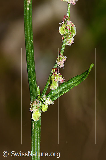 Foto: Wiesen-Sauerampfer (Rumex acetosa).