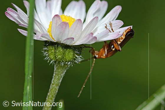 Foto: Rotgelber Weichkäfer (Rhagonycha fulva) an Gänseblümchen (Bellis perennis). Länge 8mm. Ansicht von der Seite.
