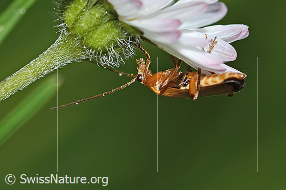 Foto: Rotgelber Weichkäfer (Rhagonycha fulva) an Gänseblümchen (Bellis perennis). Länge 8mm. Ansicht von der Seite.