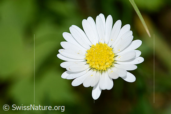 Foto: Gänseblümchen (Bellis perennis). Blüte. Ansicht von oben.