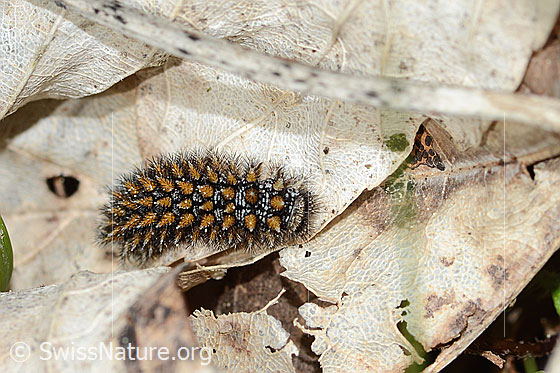 Wachtelweizen-Scheckenfalter Raupe (Melitaea athalia)