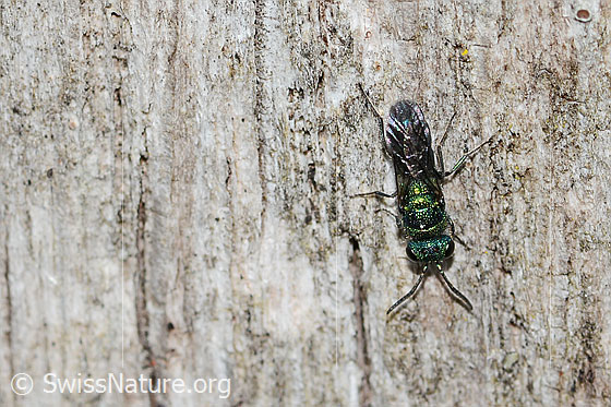 Photo: Probably Chrysis iris. Length 7mm. Female. View from above.