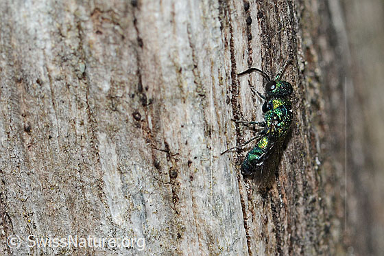 Photo: Probably Chrysis iris. Length 7mm. Female. View from the side above.