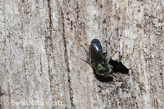 Photo: Probably Goldwespe. Length 7mm. Female. View from behind top.
