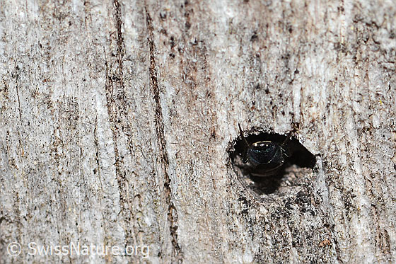 Photo: Probably Chrysis iris. Length 7mm. Female. View from behind. The gold wasp inspects a round hole in a stake.