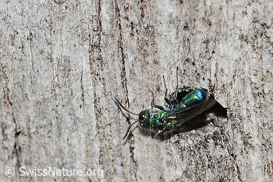 Photo: Probably Chrysis iris. Length 7mm. Female. View from the side above.