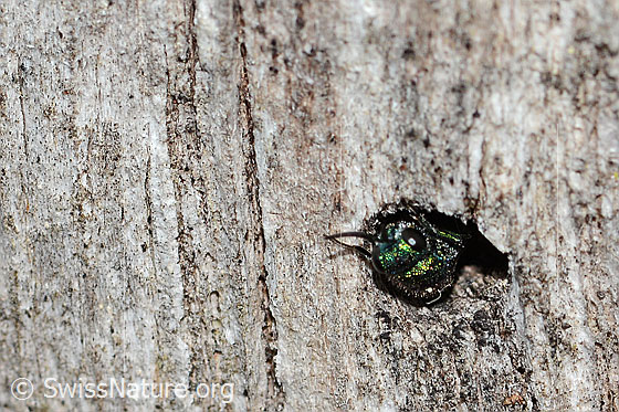 Photo: Probably Chrysis iris. Length 7mm. Female. The gold wasp crawls backwards into a round hole in a stake. View from the front.