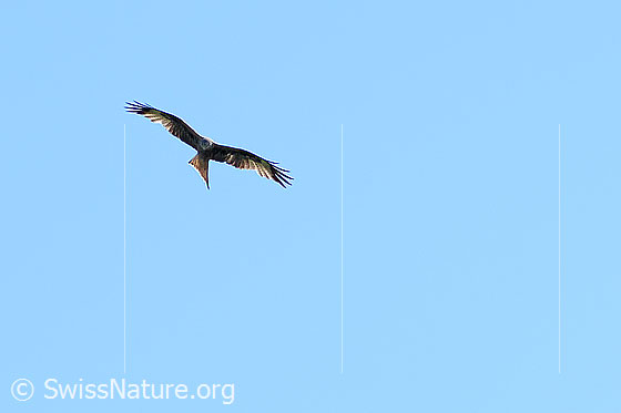 Foto: Rotmilan (Milvus milvus) im Flug. Ansicht von vorne unten.