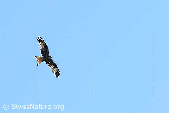 Photo: Milvus milvus in flight. View from below and to the side.