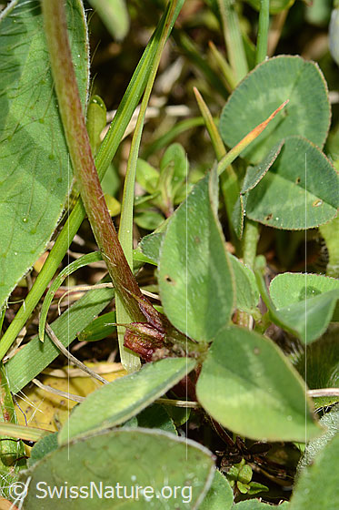 Photo: Trifolium pratense. Stem and leaves.