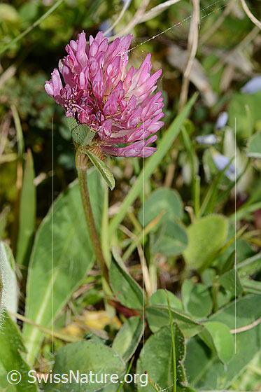 Photo: Trifolium pratense. Whole plant (habiti). Height: 6.5cm.