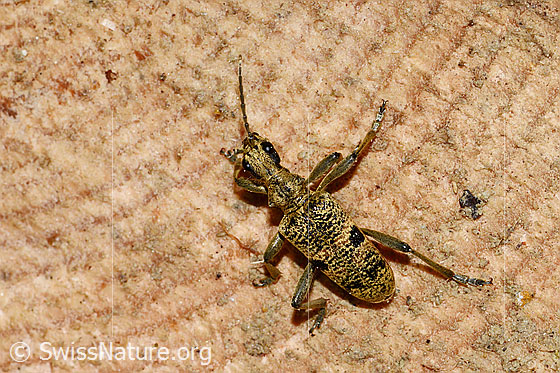 Photo: Rhagium mordax. View from top front.