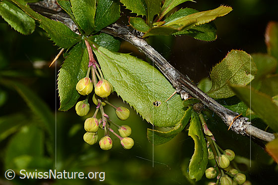 Photo: Berberis vulgaris. Alias: Gemeine Berberitze, Sauerdorn, Essigbeere, Echte Berberitze. Closed flowers, leaves, twigs and thorns.