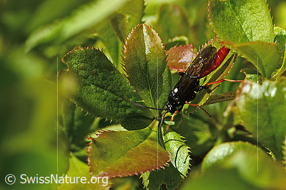Foto: Wahrscheinlich Amblyjoppa fuscipennis (Schlupfwespe) auf Gewöhnlicher Berberitze (Berberis vulgaris). Länge 15mm. Männchen. Ansicht von seitlich vorne oben.