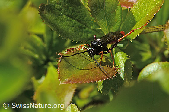 Foto: Wahrscheinlich Amblyjoppa fuscipennis (Schlupfwespe) auf Gewöhnlicher Berberitze (Berberis vulgaris). Länge 15mm. Männchen. Ansicht von seitlich vorne.
