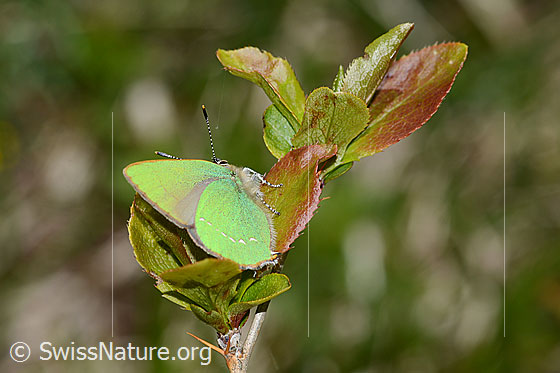 Foto: Brombeer-Zipfelfalter (Callophrys rubi) auf Gewöhnlicher Berberitze (Berberis vulgaris). Flügel geschlossen. Ansicht von seitlich hinten.
