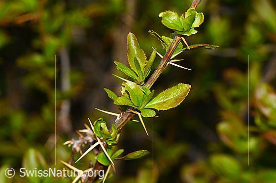 Photo: Berberis vulgaris. Twigs, leaves and thorns.