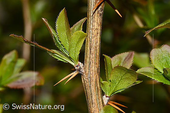 Photo: Berberis vulgaris. Twig with thorns and leaves.